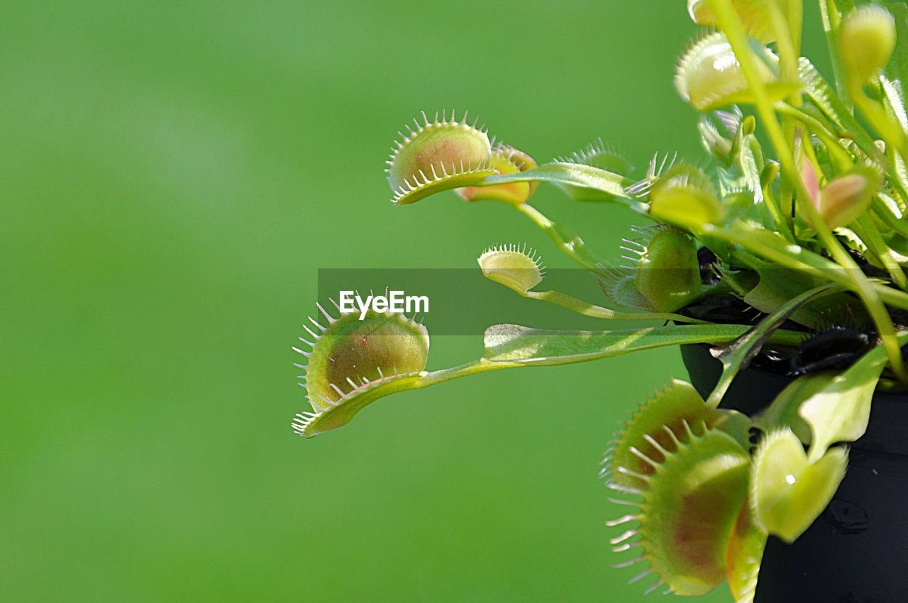 Close-up of venus flytrap plant