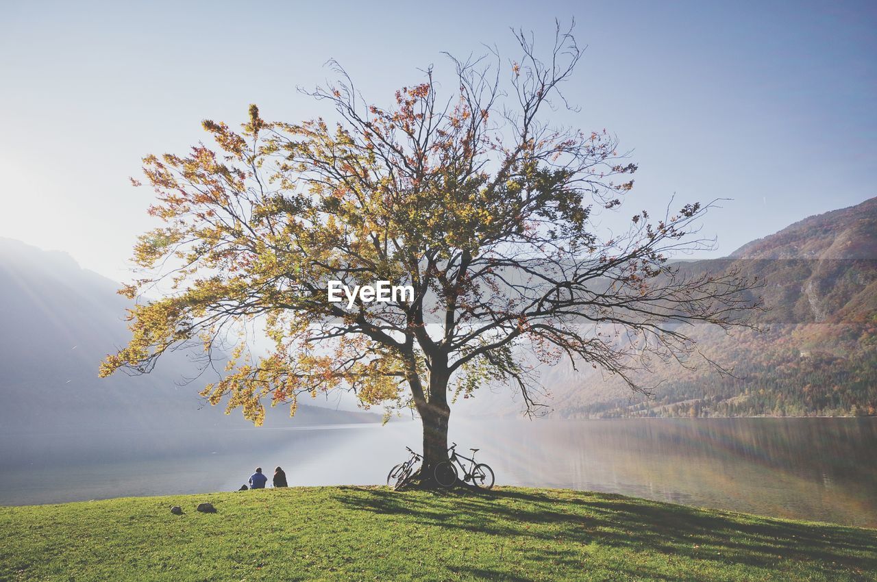 Tree by lake against sky