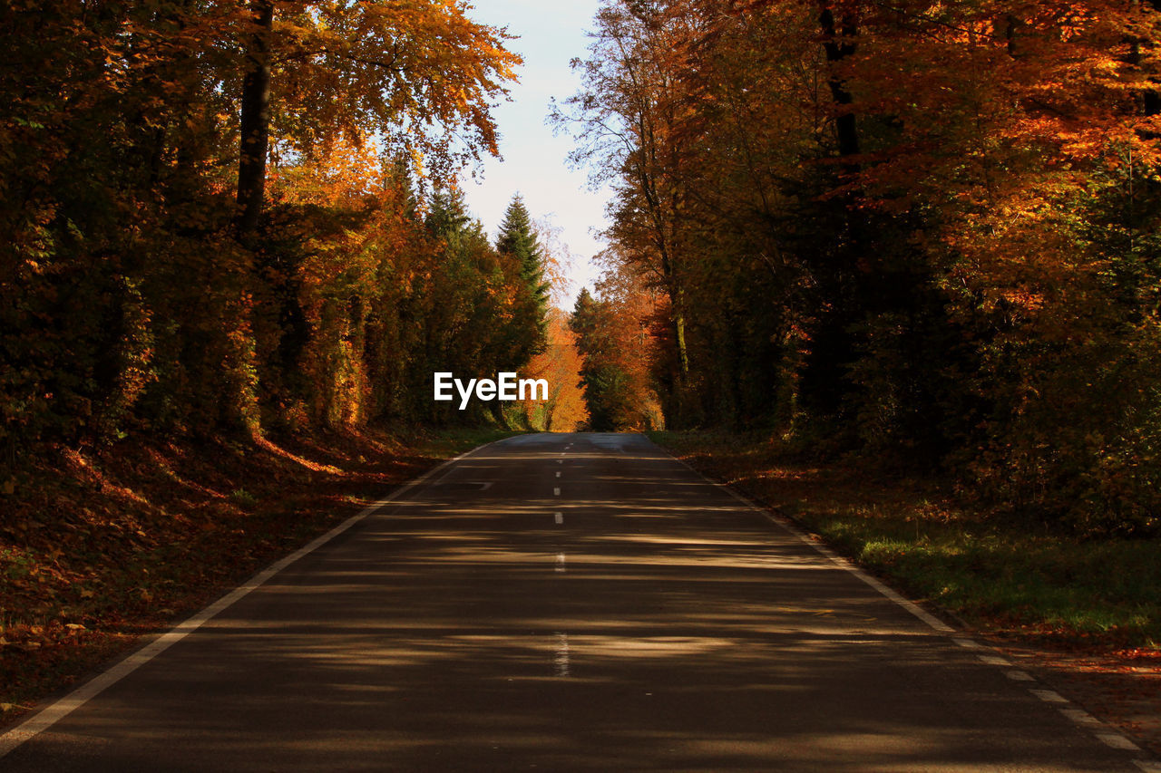 Empty road amidst trees during autumn