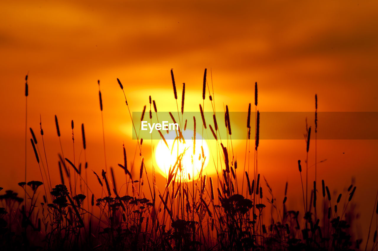 CLOSE-UP OF SILHOUETTE PLANTS GROWING ON FIELD AGAINST SKY