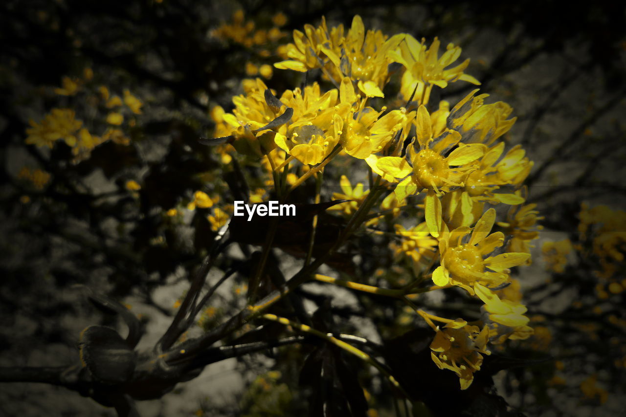 CLOSE-UP OF YELLOW FLOWERING PLANT AGAINST BLURRED BACKGROUND