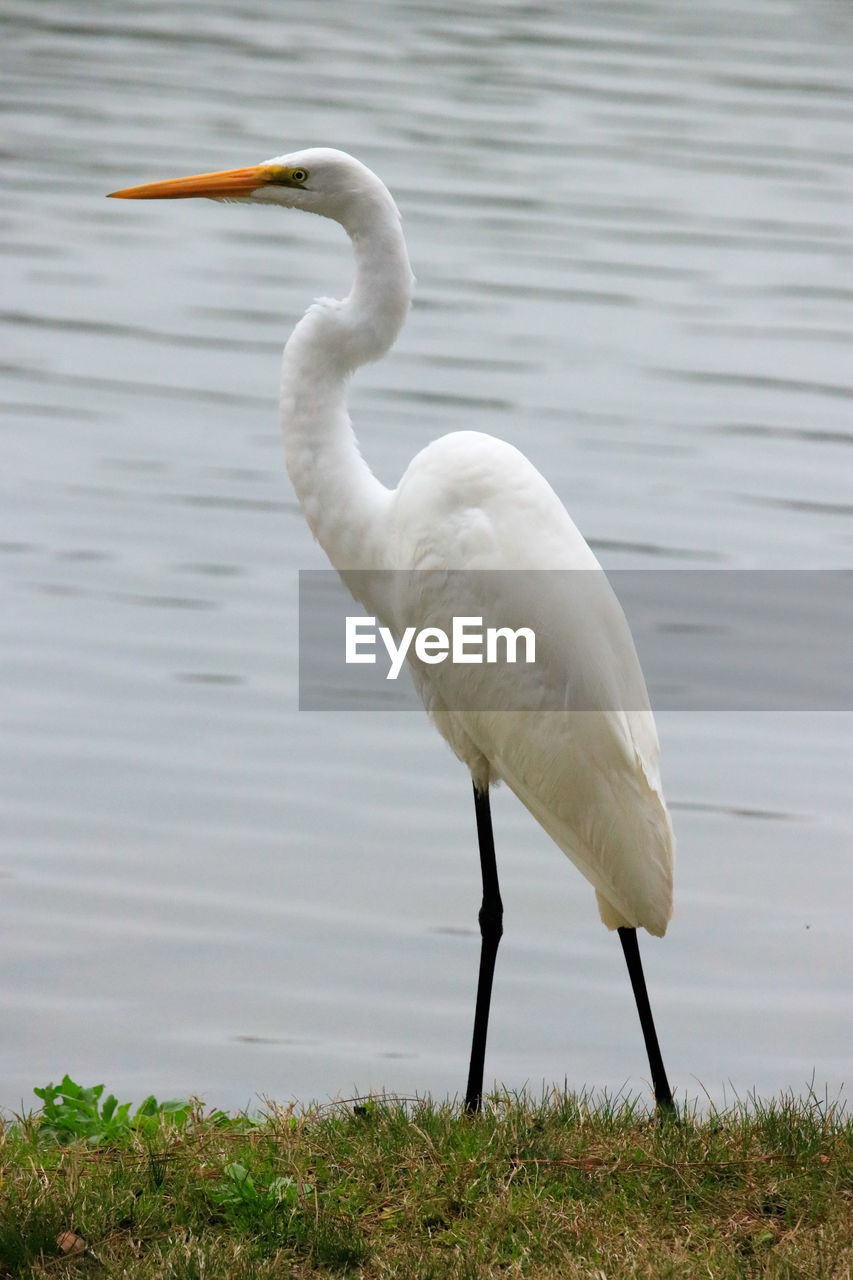 PELICAN ON LAKE