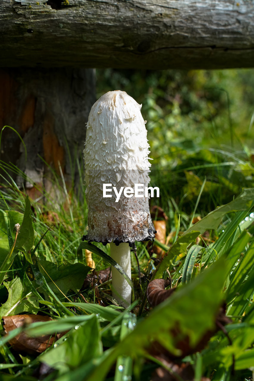 CLOSE-UP OF MUSHROOM GROWING IN FIELD