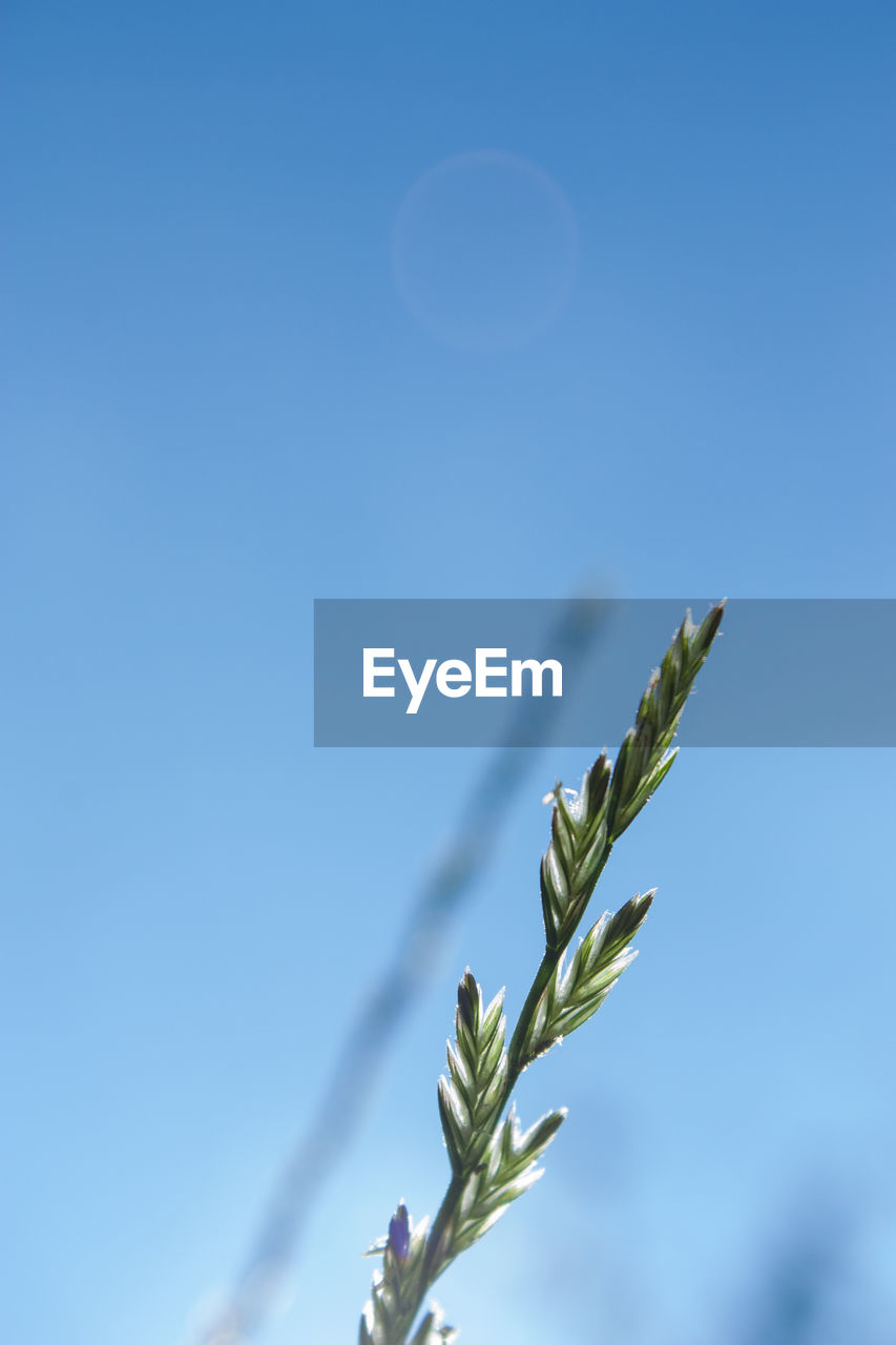 CLOSE-UP OF PLANT AGAINST BLUE SKY