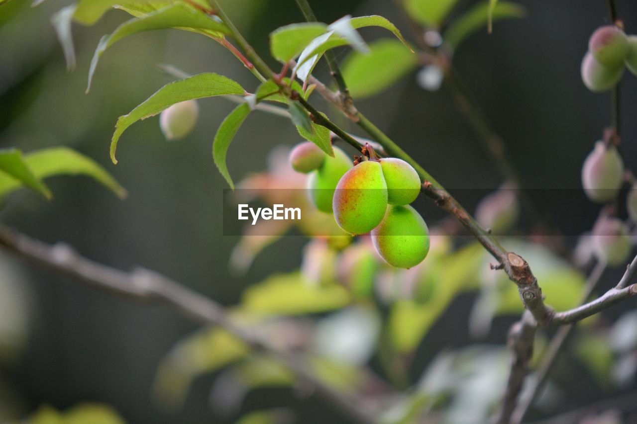 Close-up of fruit growing on tree