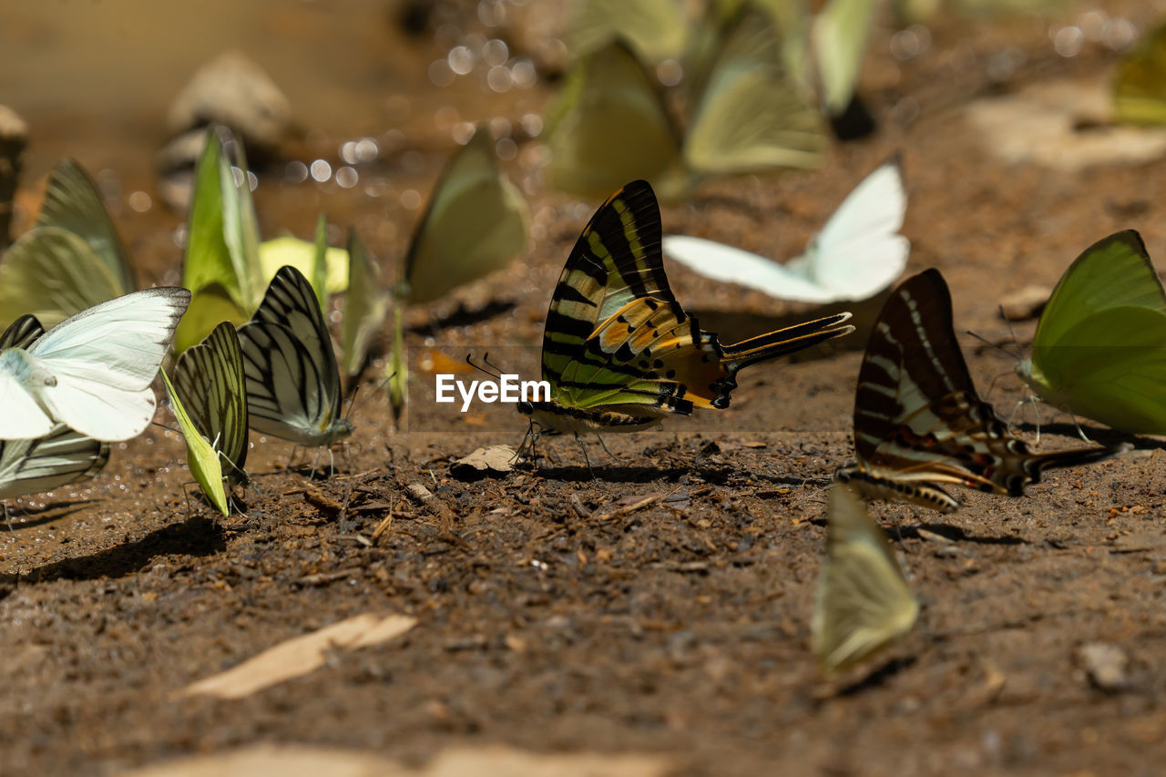 close-up of butterfly on plant