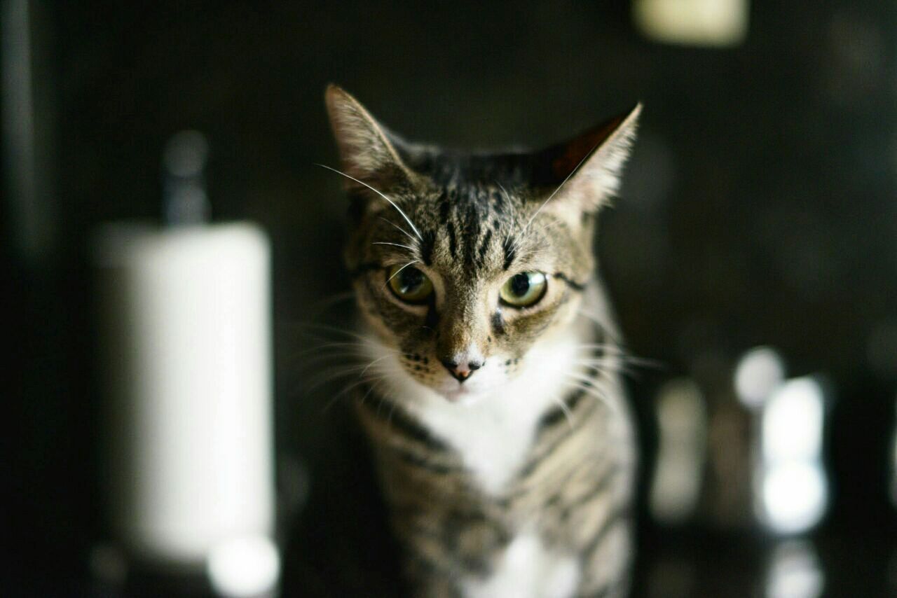 Close-up portrait of cat