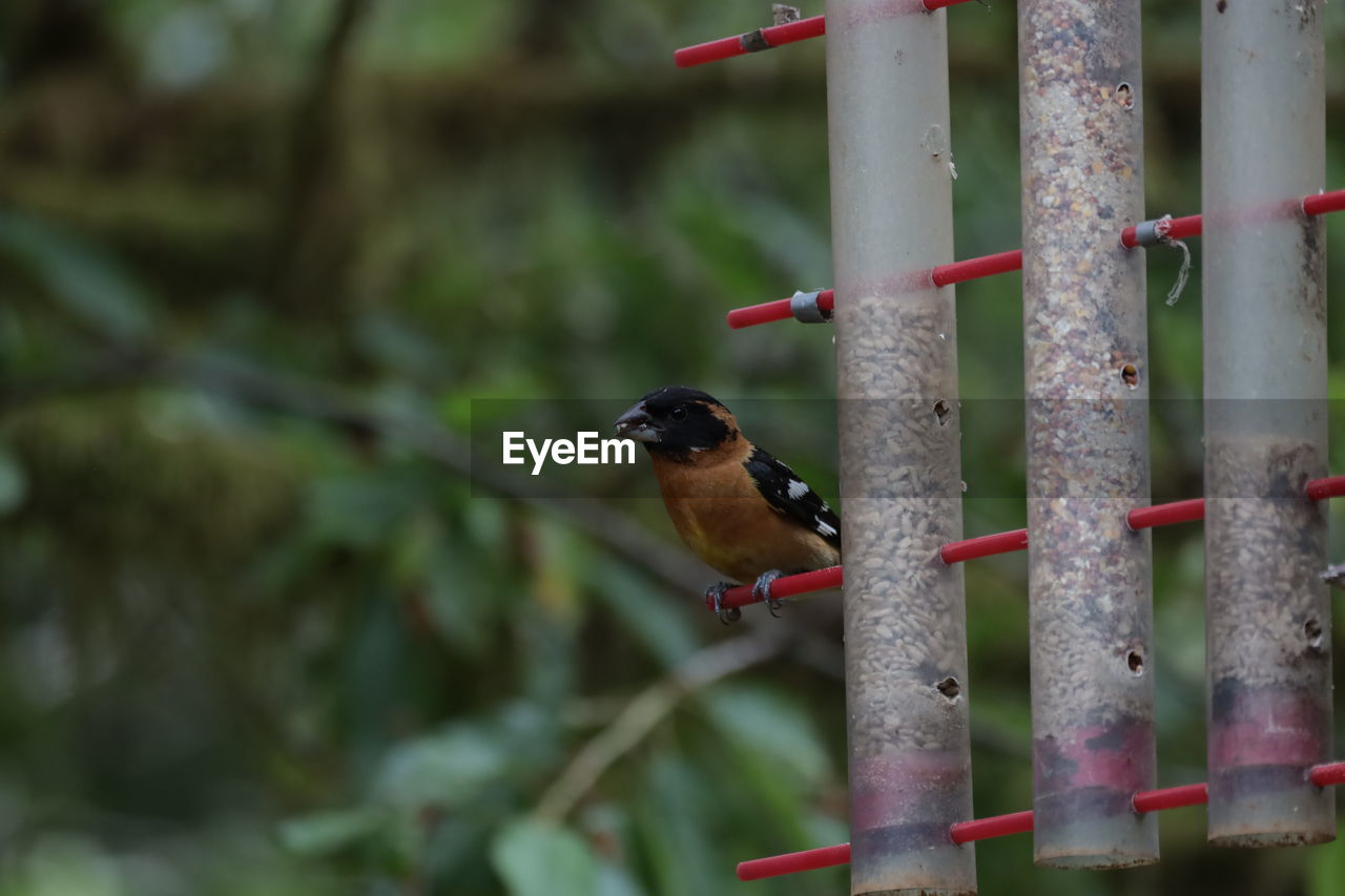 CLOSE-UP OF SPARROW PERCHING ON RAILING