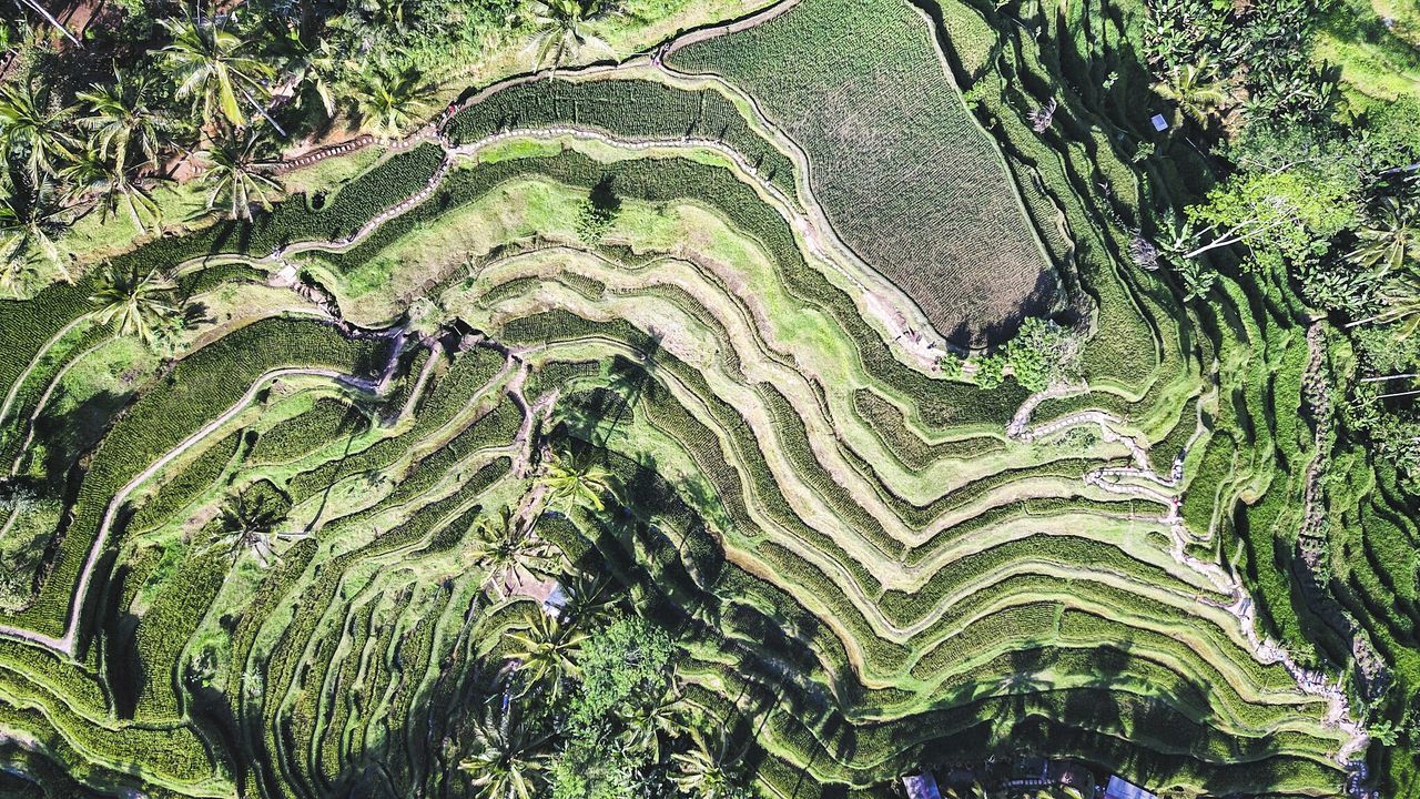 SCENIC VIEW OF RICE PADDY