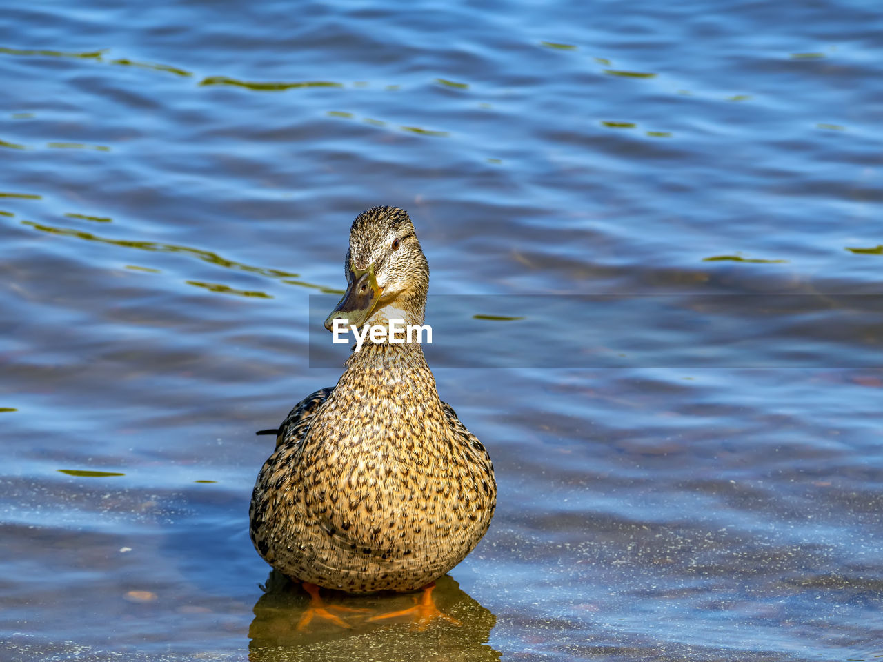 Close-up of duck swimming in lake