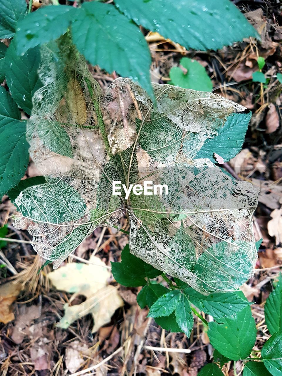 HIGH ANGLE VIEW OF PLANT ON LAND