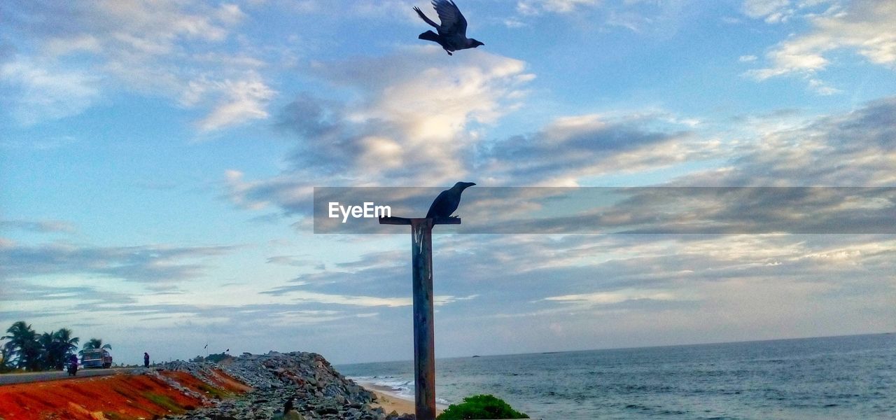 SEAGULL FLYING ABOVE SEA