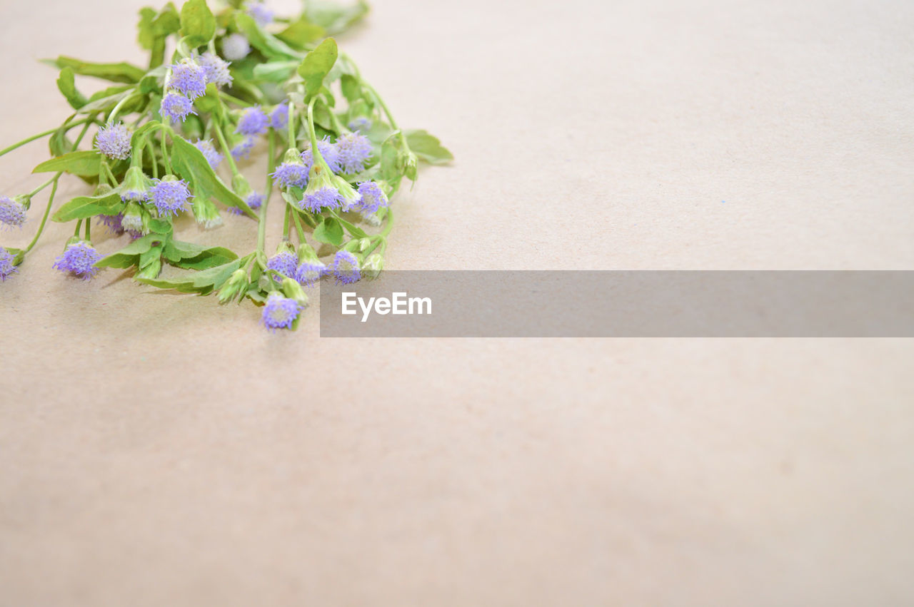 CLOSE-UP OF PURPLE FLOWER ON TABLE