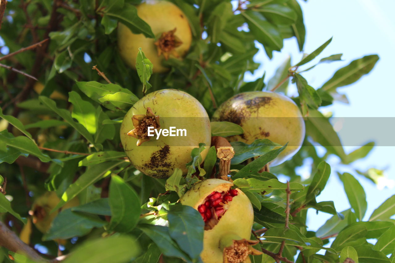 CLOSE-UP OF FRUIT ON TREE
