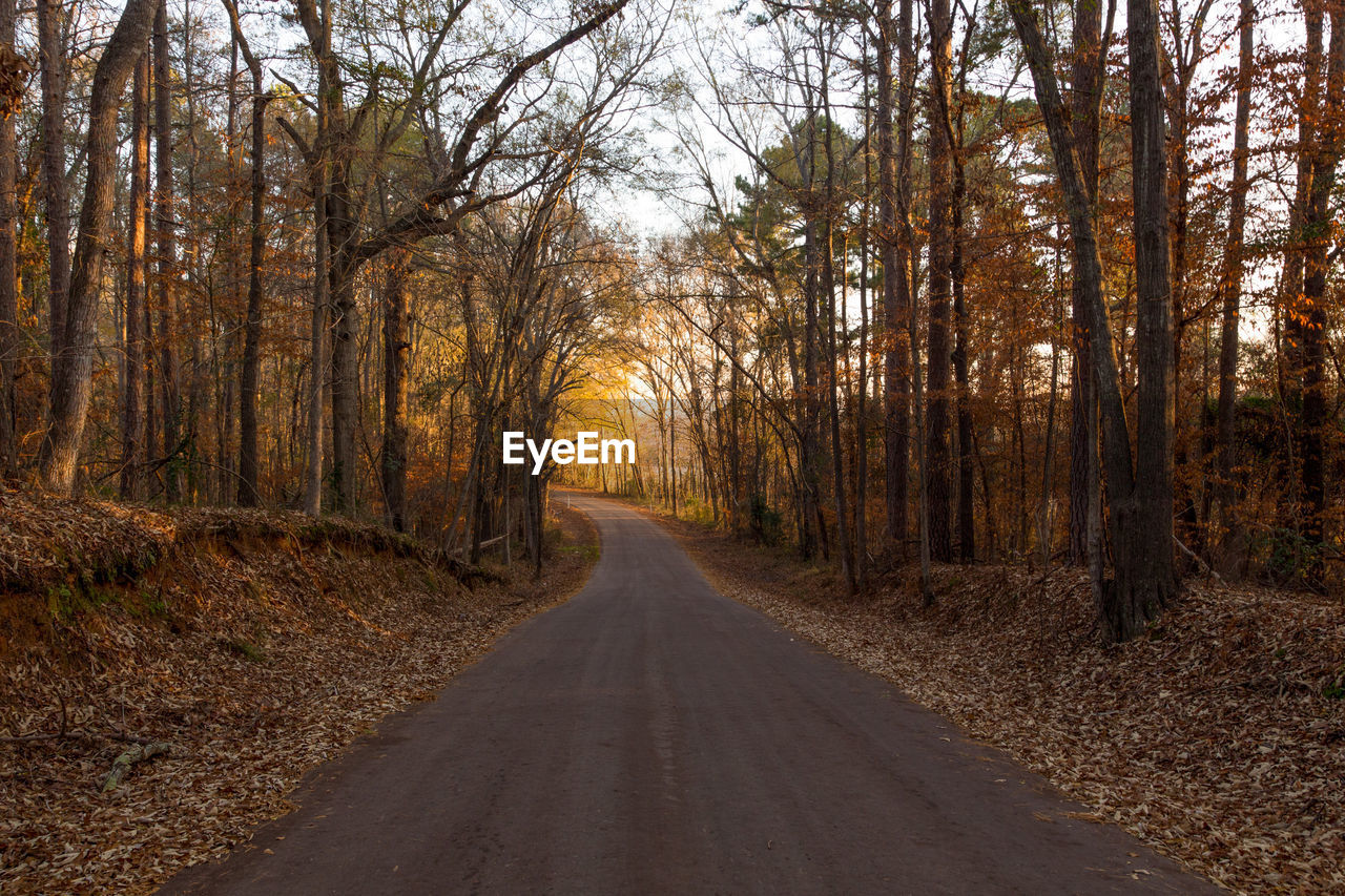 Road passing through forest