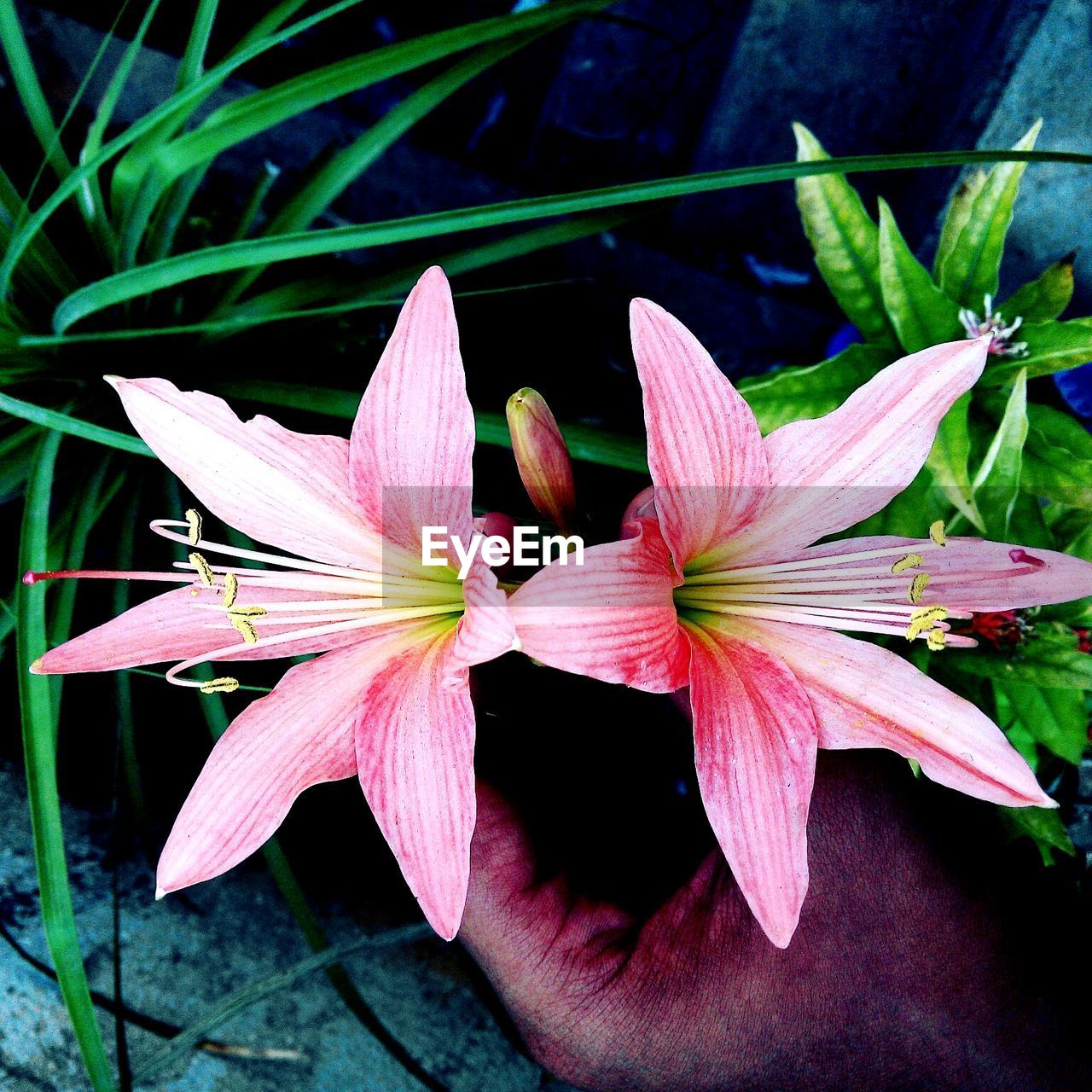 Close-up of flower blooming outdoors