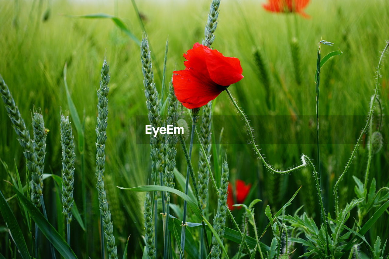 plant, red, flower, beauty in nature, field, growth, grass, flowering plant, poppy, green, meadow, nature, freshness, grassland, land, prairie, fragility, plant stem, cereal plant, close-up, landscape, no people, petal, agriculture, lawn, rural scene, flower head, crop, environment, inflorescence, outdoors, day, focus on foreground, tranquility, springtime, barley, wildflower