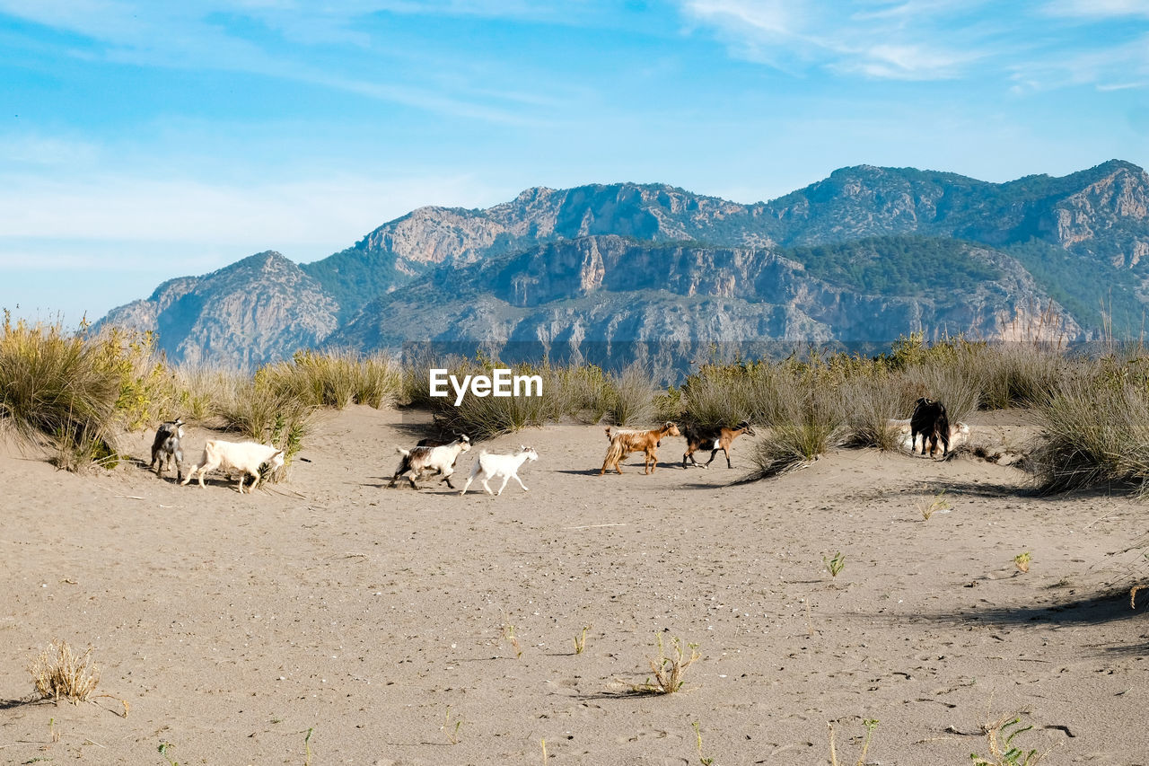 Panoramic view of people on landscape against mountains