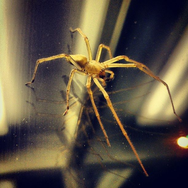 CLOSE-UP OF SPIDER WEB