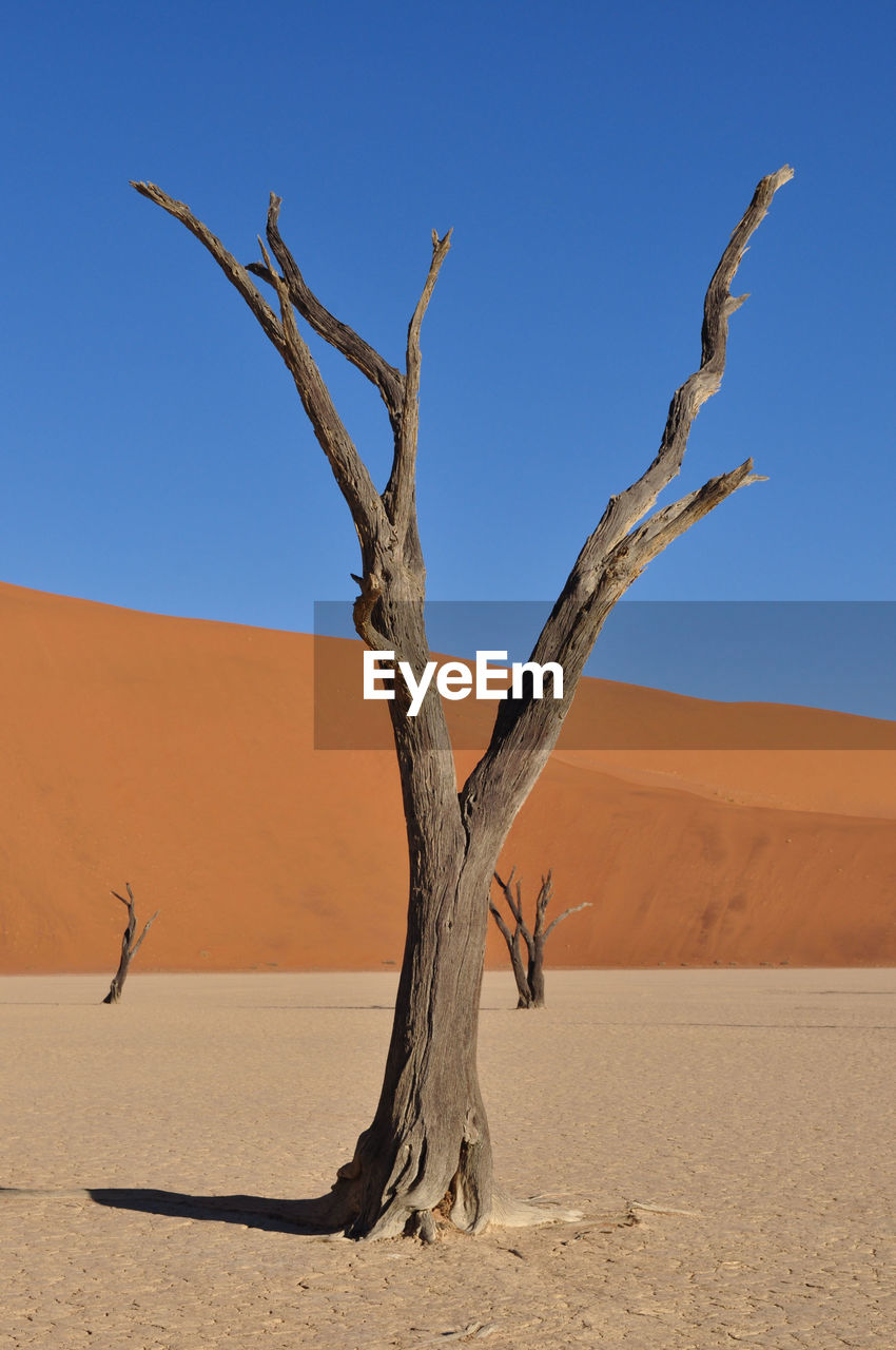 Dead trees at namib desert