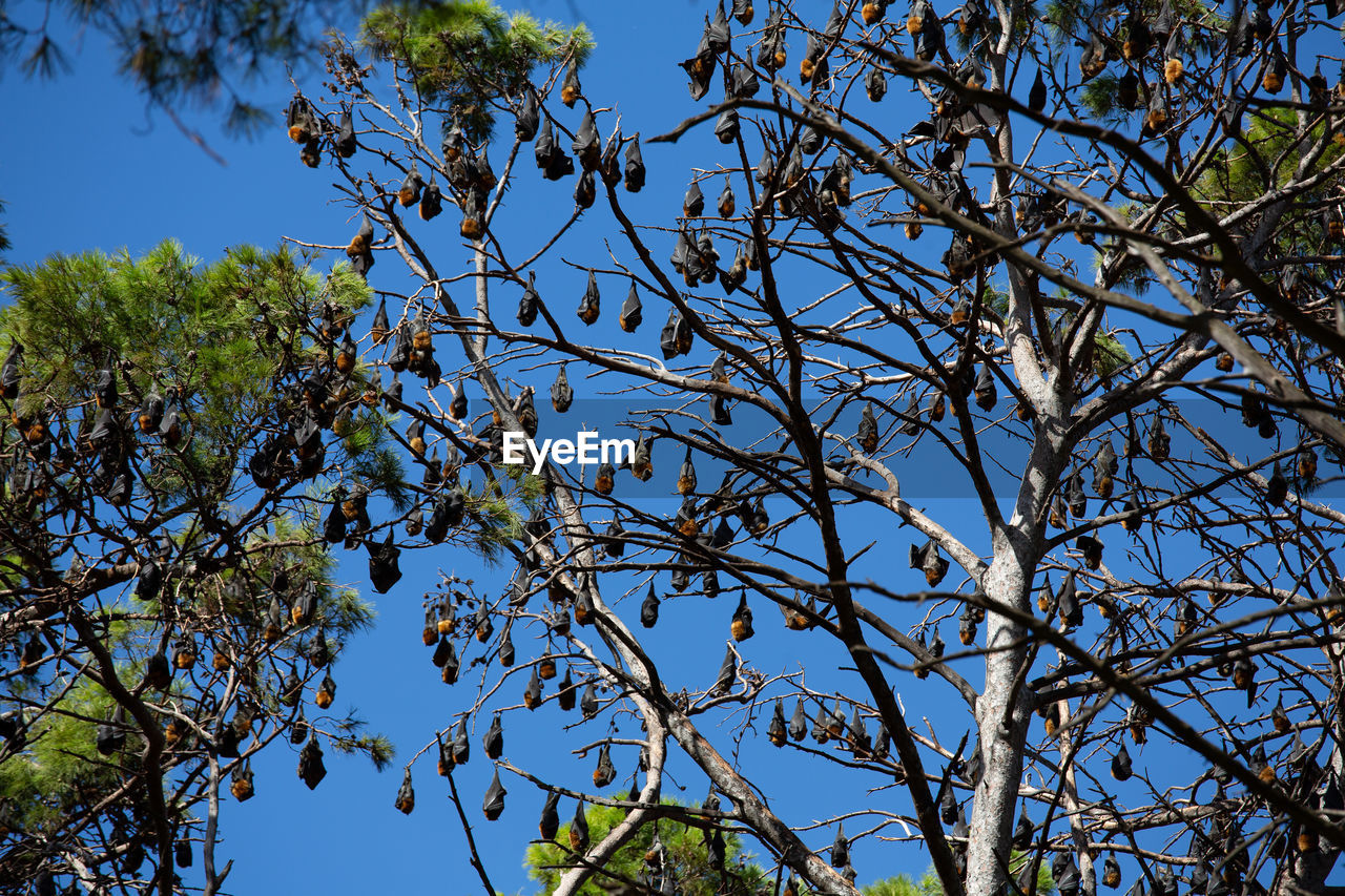 Low angle view of tree with bats against blue sky