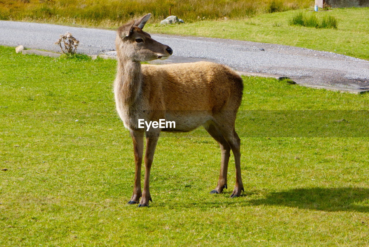Red deer in agarden