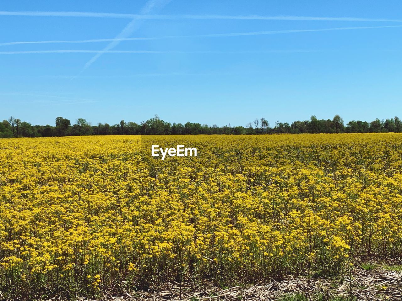 SCENIC VIEW OF OILSEED RAPE FIELD