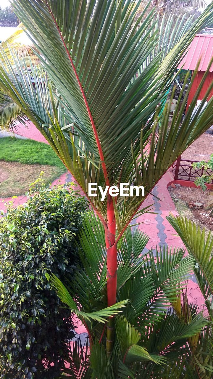 CLOSE-UP OF PALM TREES