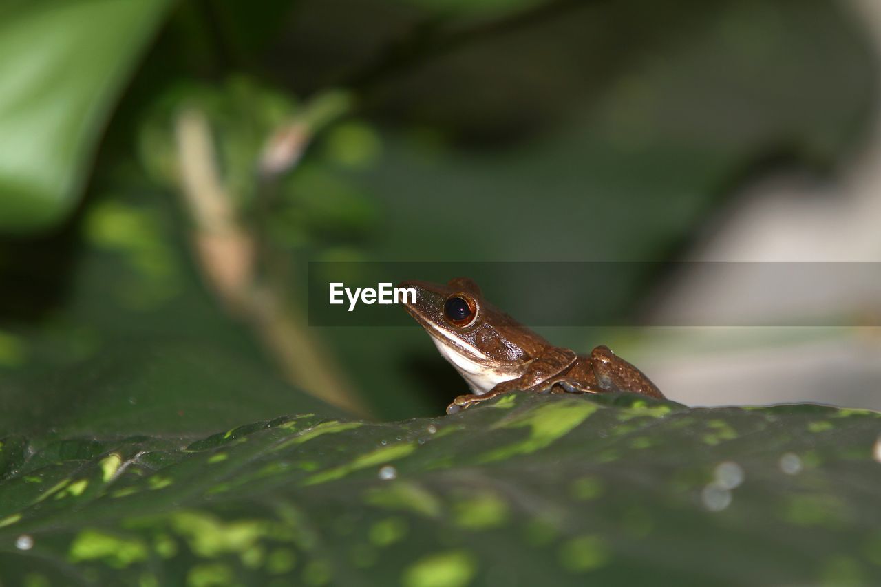 animal themes, animal, animal wildlife, one animal, wildlife, green, nature, amphibian, frog, macro photography, reptile, plant part, leaf, close-up, no people, plant, selective focus, tree frog, outdoors, environment, rainforest, day, animal body part, lizard, forest, water, side view, tree