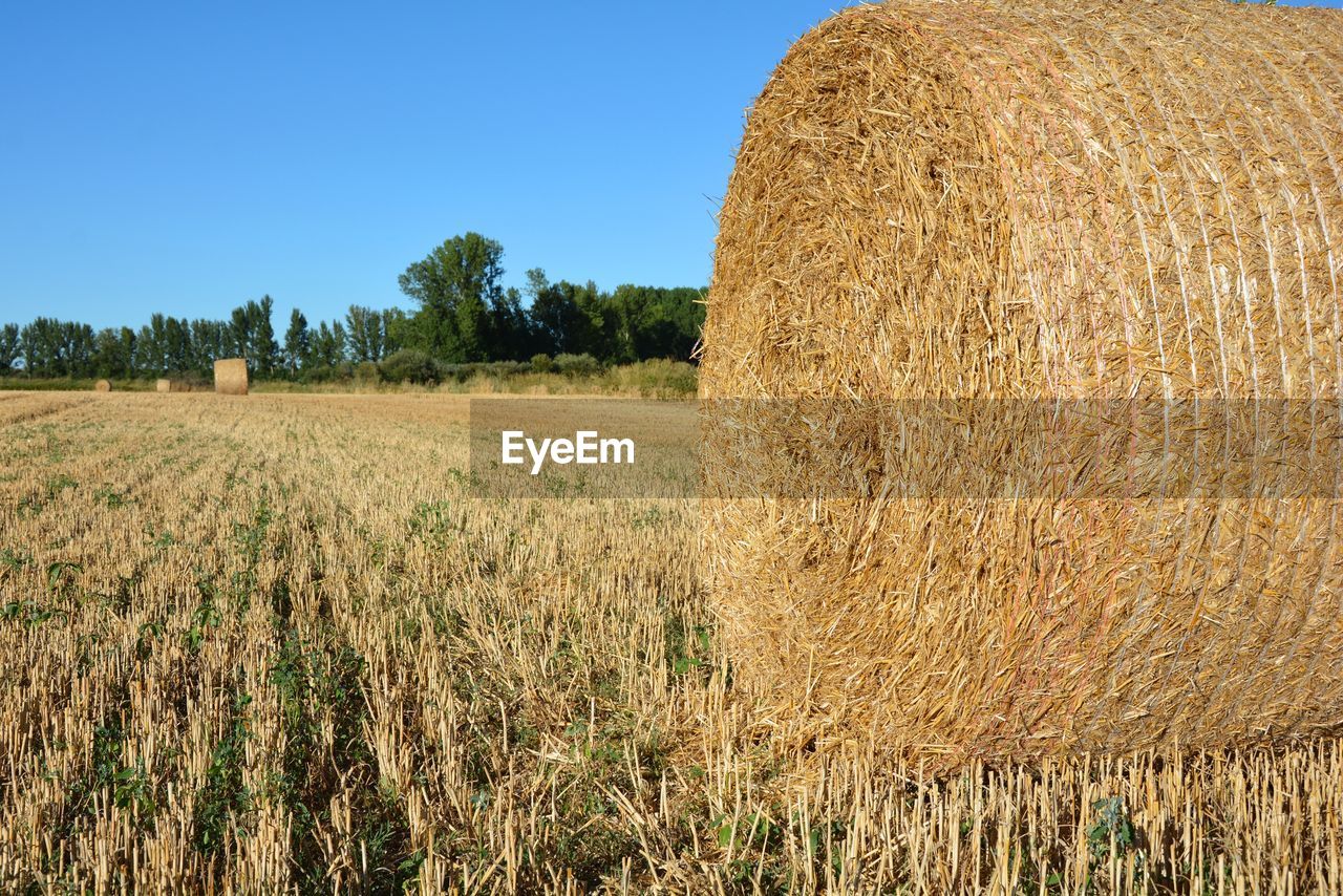 Hay bales on field against clear sky