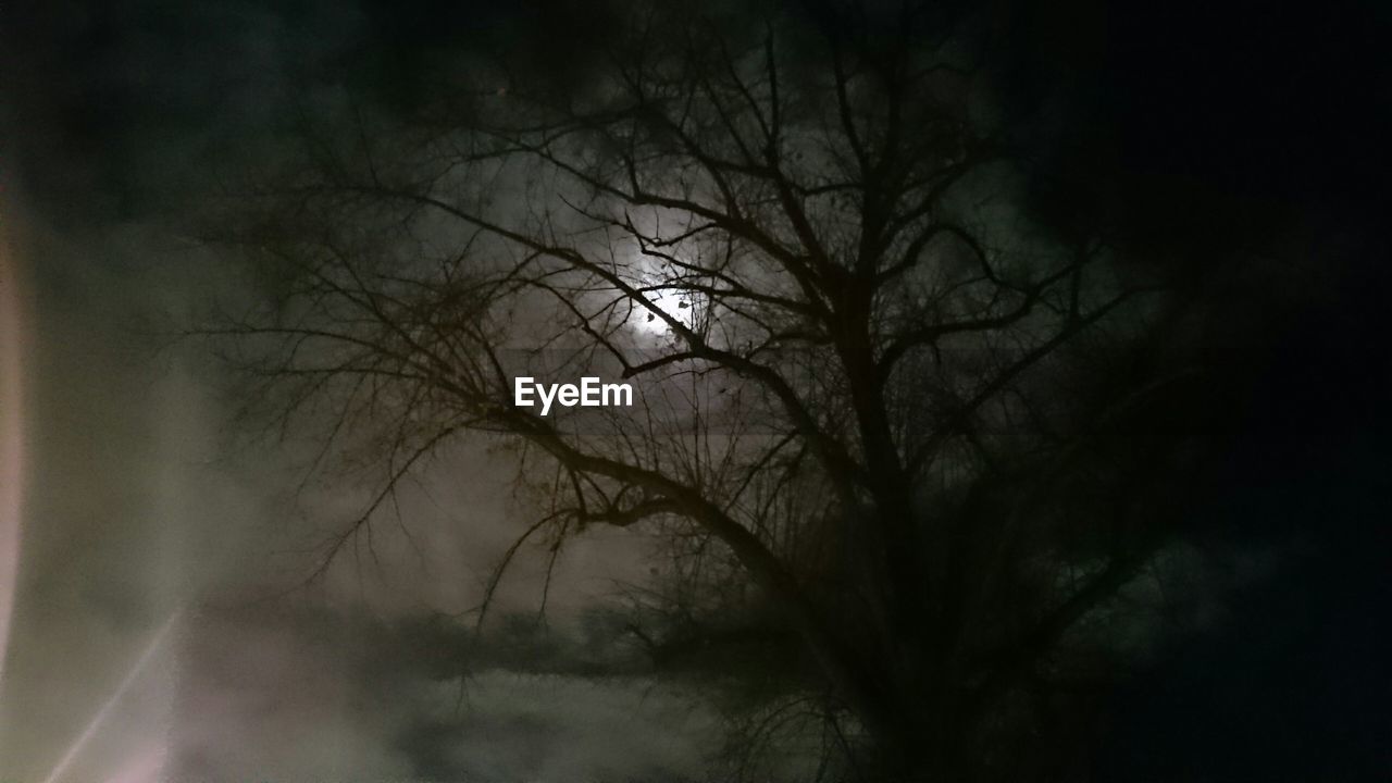 LOW ANGLE VIEW OF BARE TREES AGAINST SKY