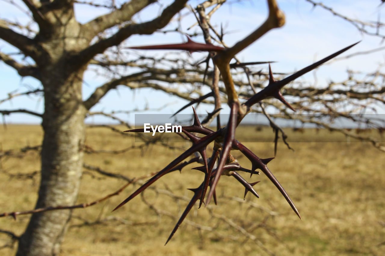 CLOSE-UP OF TREE BRANCH