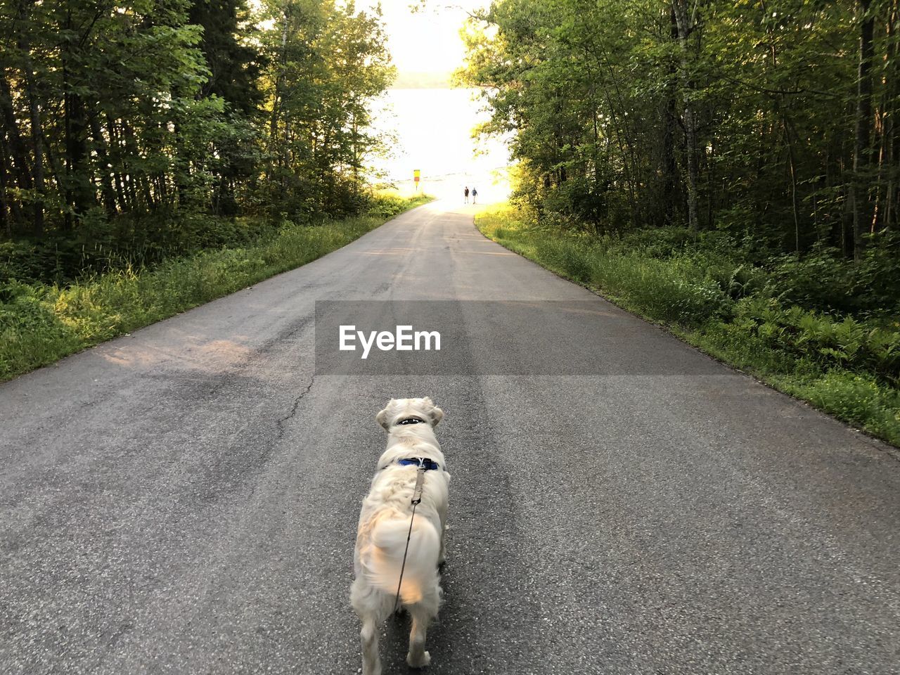 DOG SITTING ON ROAD AMIDST TREES