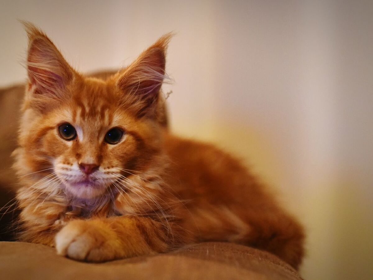 Close-up of orange maine coon cat sitting on sofa at home