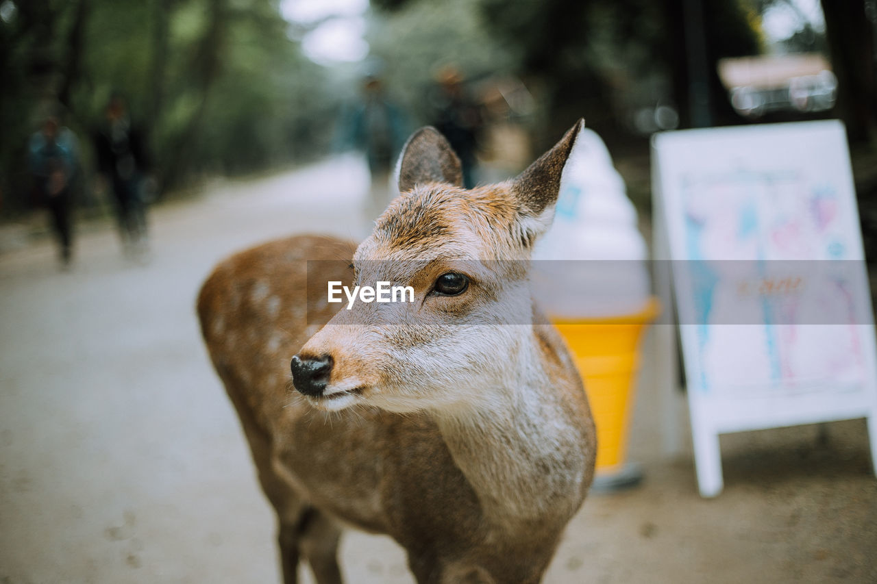 Close-up of deer