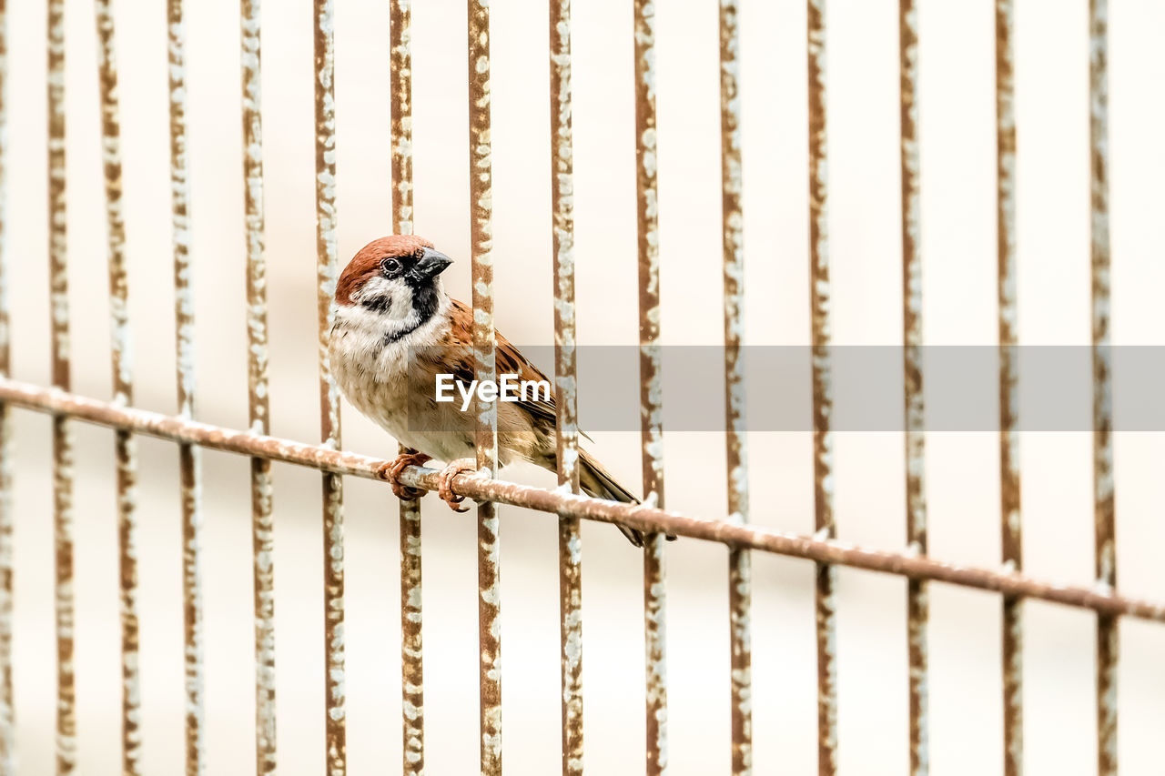 Sparrow perching on railing