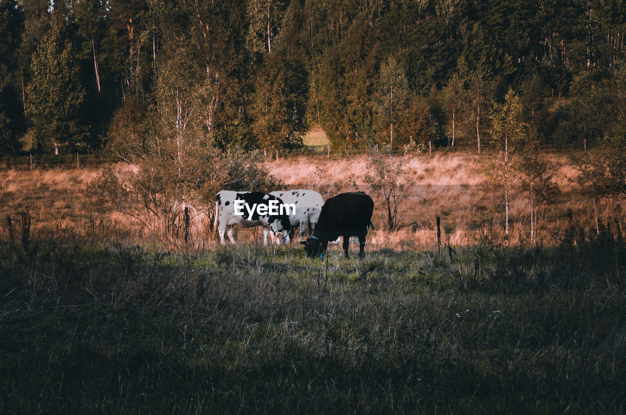 Cows grazing in a field