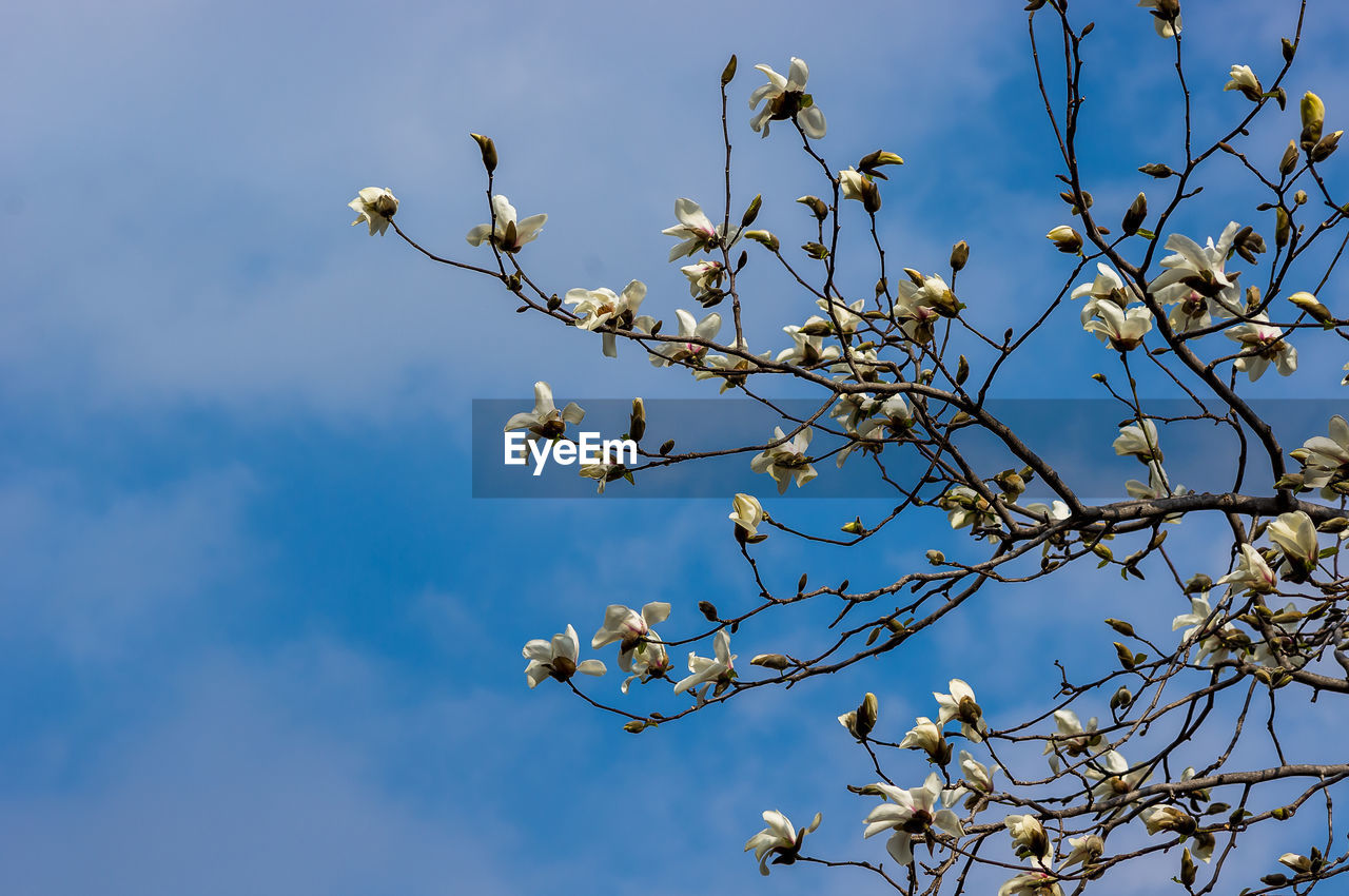 LOW ANGLE VIEW OF FLOWERING PLANTS ON TREE AGAINST SKY