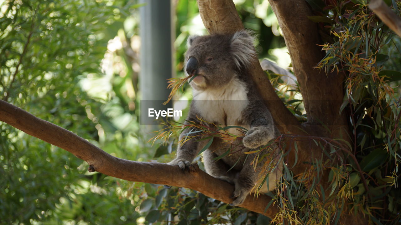 MONKEY SITTING ON TREE BRANCH