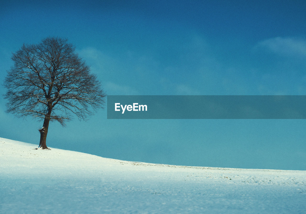 Bare tree on snow covered landscape against blue sky