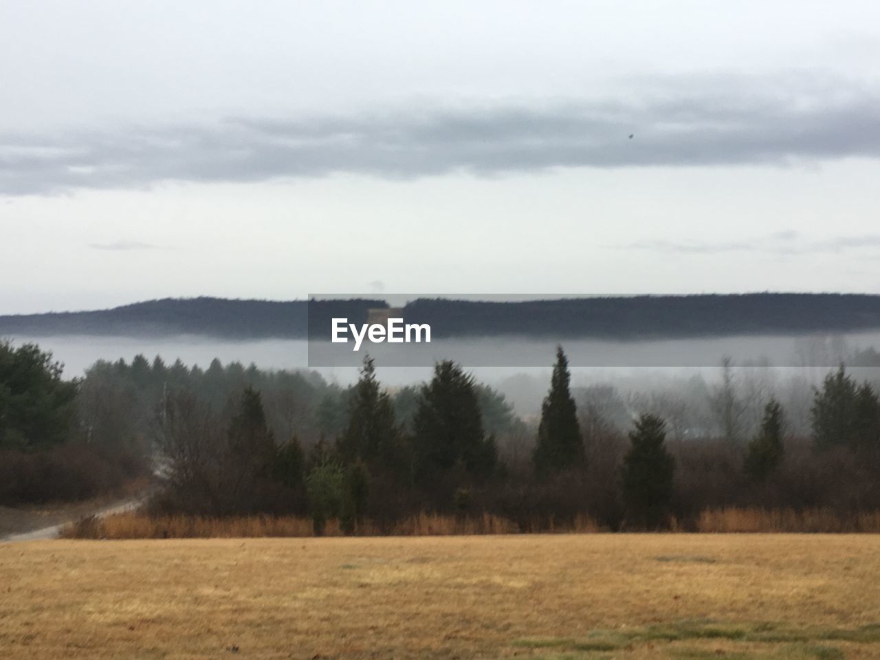 TREES ON FIELD AGAINST SKY IN FOGGY WEATHER