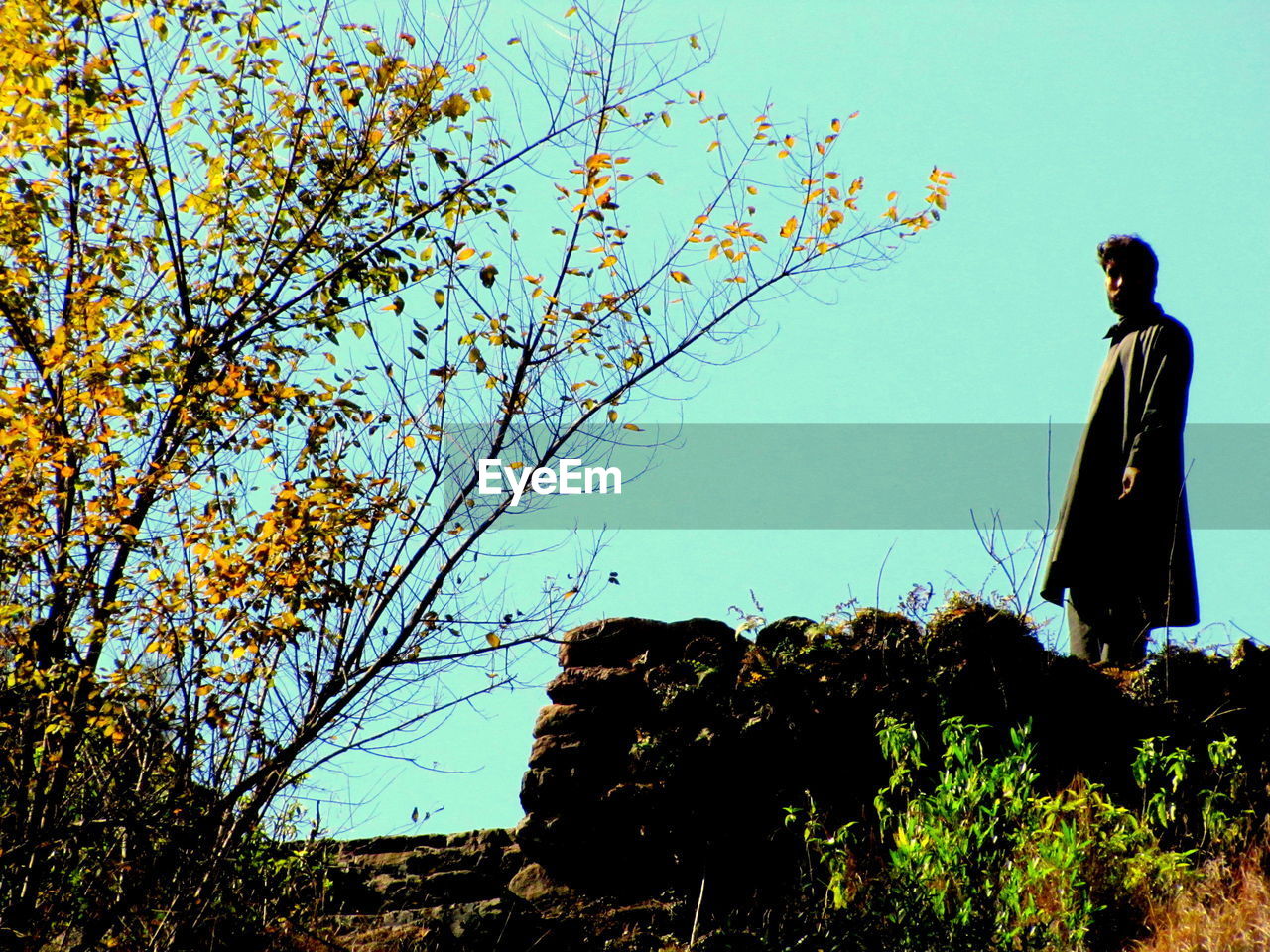 LOW ANGLE VIEW OF WOMAN STANDING ON TREE