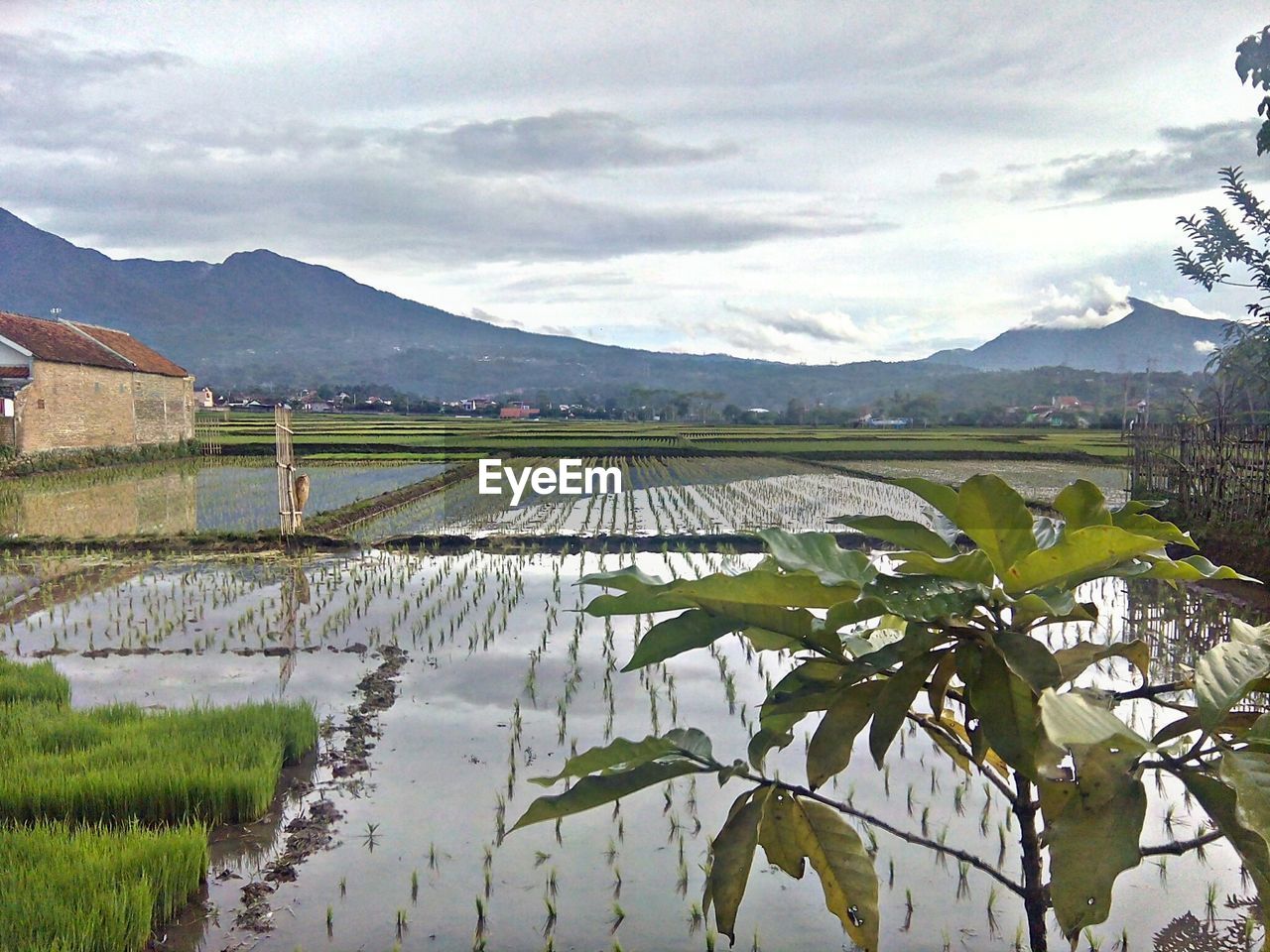 SCENIC VIEW OF AGRICULTURAL FIELD BY LAKE AGAINST SKY