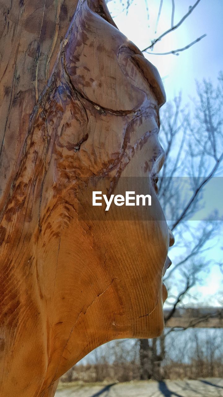 CLOSE-UP OF TREE TRUNK DURING WINTER