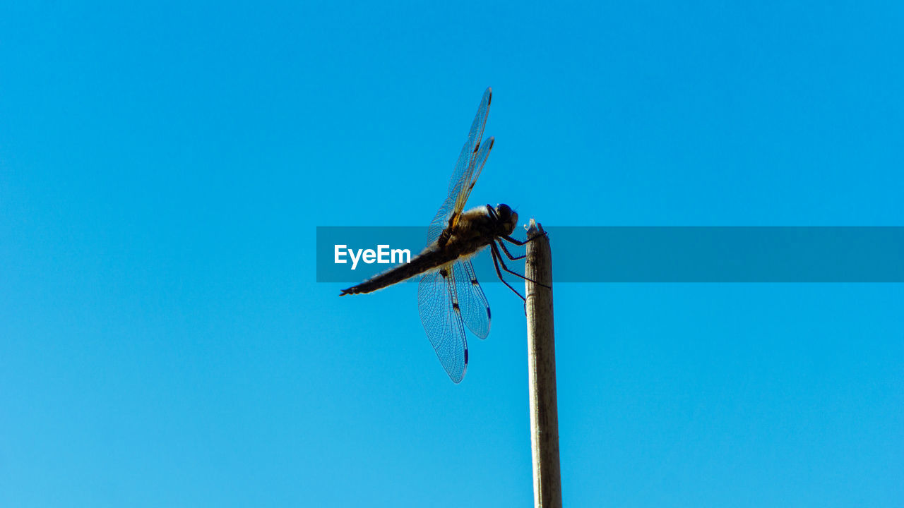 Low angle view of dragonfly flying against blue sky