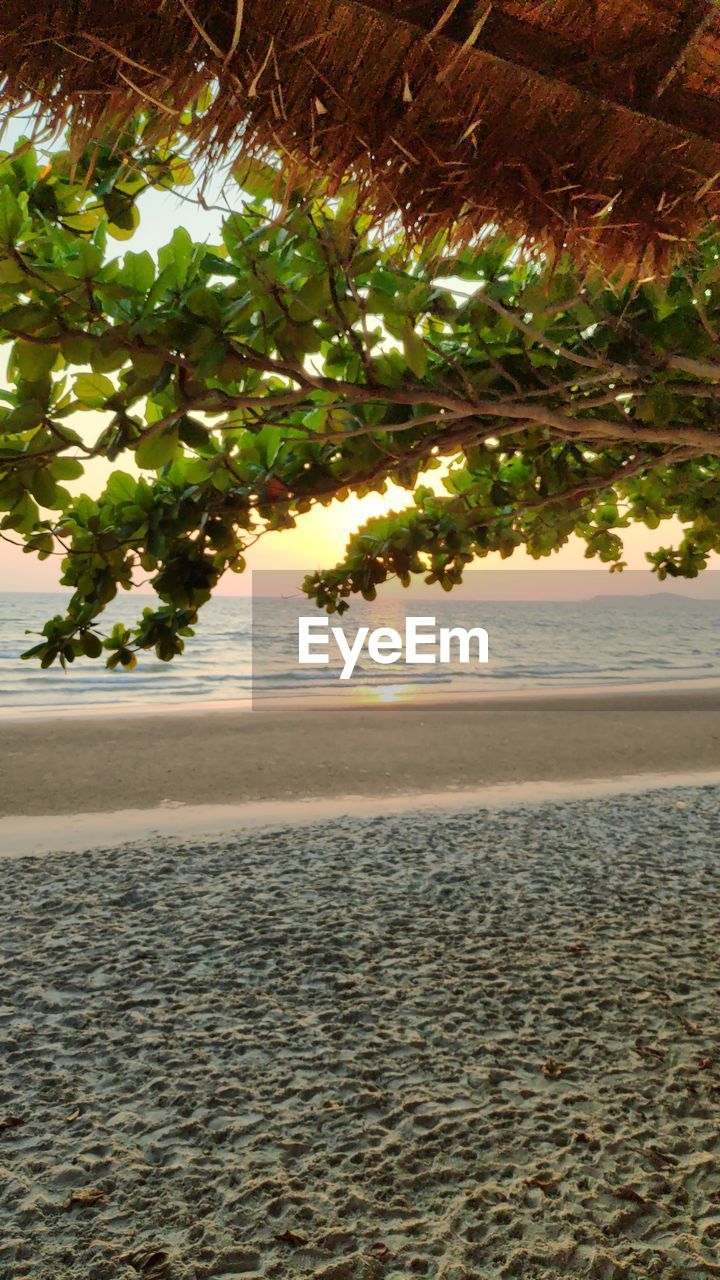 TREES GROWING ON BEACH AGAINST SKY