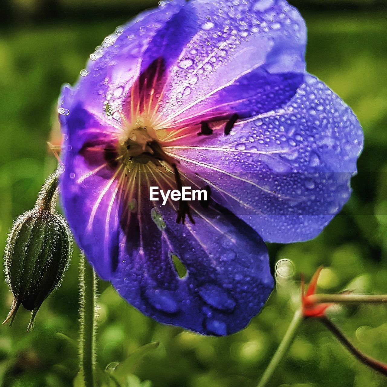 Close-up of purple flower blooming outdoors