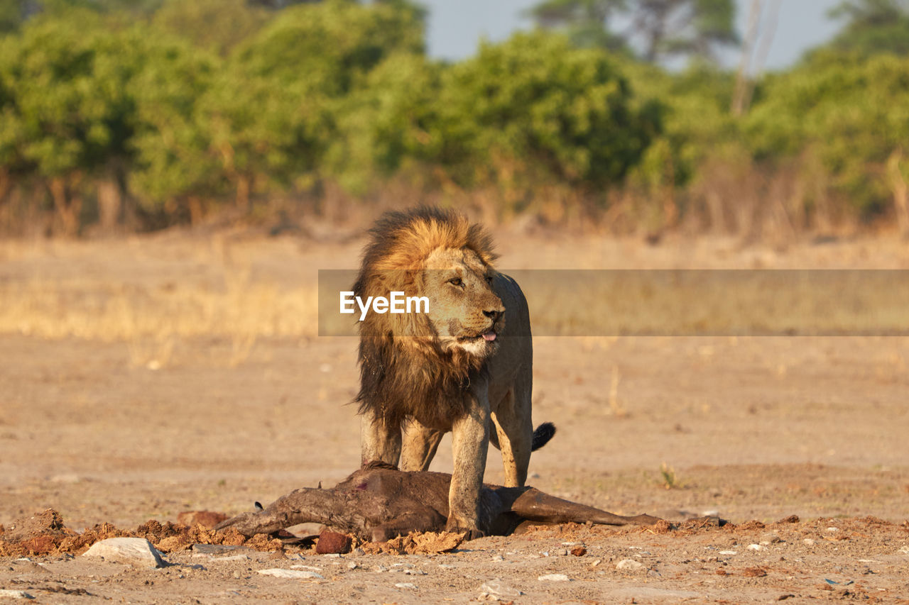 Lion with a kudu kill