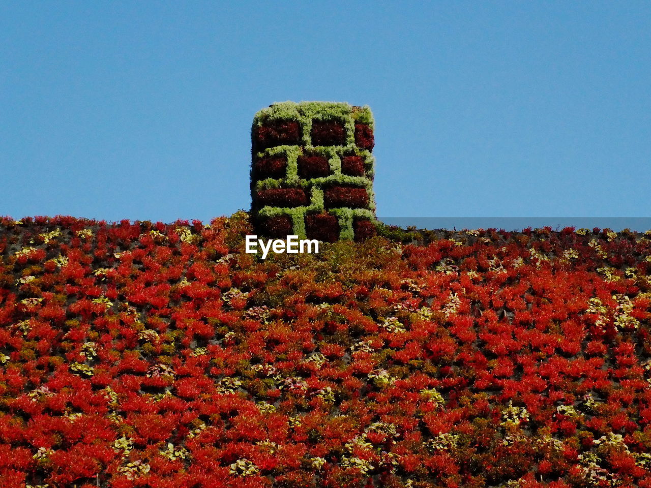 Red flowering plants on field against clear sky during autumn