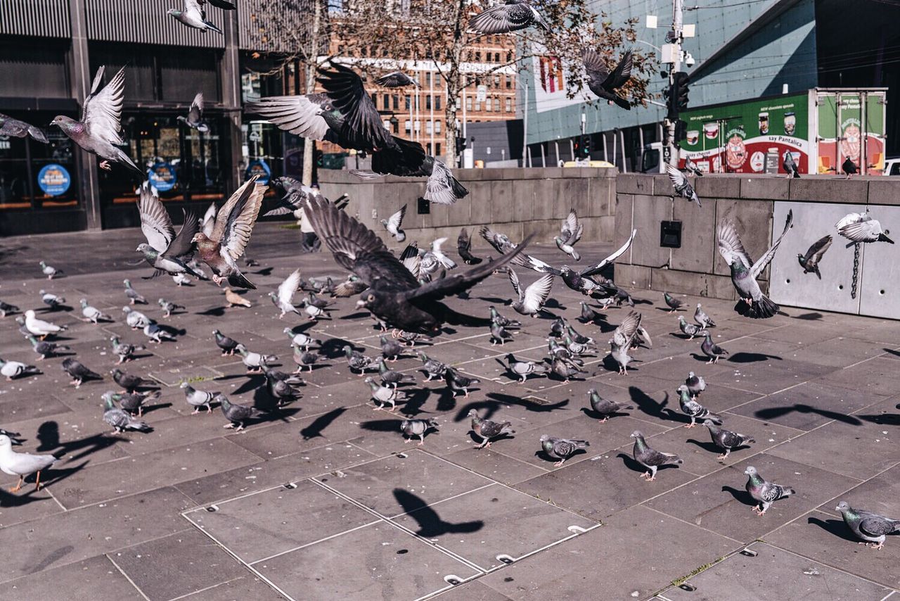 Flock of birds flying in town square